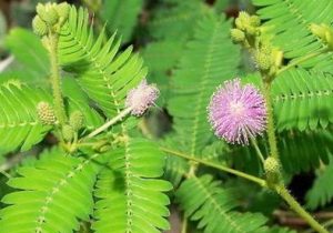 Khasiat dan Manfaat Putri malu Untuk Obat Herbal