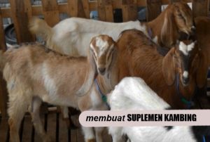 Cara Membuat SUPLEMEN Ternak ORGANIK