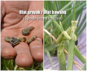 Pengendalian ULAT GRAYAK pada Bawang