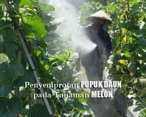 Cara Tepat Menggunakan PUPUK DAUN