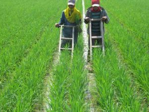 Cara Yang Benar Mengendalikan GULMA PADI di Lahan Sawah