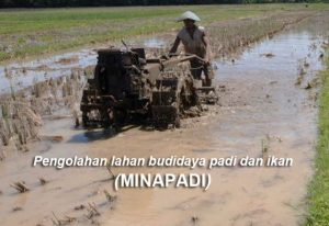 Cara Mengolah Lahan Budidaya Minapadi