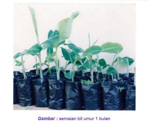 Cara Memperbanyak Tanaman Pisang Dengan Bonggol