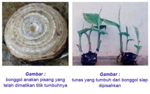 Cara Membuat Bibit Pisang Dengan Bonggol Anakan