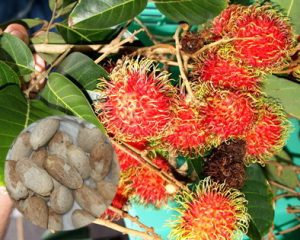 Khasiat Biji Rambutan Untuk Diabetes