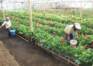 Tips Sukses Budidaya Bunga Potong Gerbera