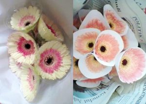 Panduan Lengkap Cara Budidaya Bunga Gerbera 