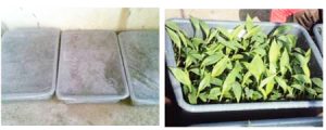 Cara Membuat Bibit Pisang Kultur Jaringan