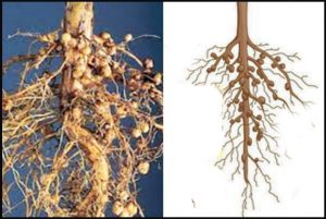 Manfaat Bakteri Rhizobium dan Cara Inokulasinya