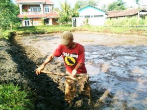 Cara Pengolahan Dasar Kolam Tanah Budidaya Ikan