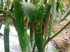 Mengendalikan Lalat Buah pada Cabai 