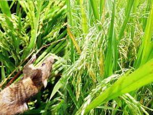 Cara Ampuh Mengendalikan Hama Tikus Sawah