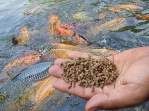 Cara Menekan Biaya Pembelian Pakan Ikan Agar Lebih Hemat