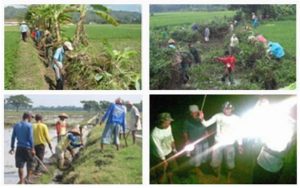 Teknologi Pengendalian Hama Tikus Sawah