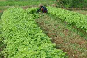 Tips Merawat Sayuran Dimusim Hujan