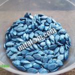 Cara Semai Benih Biji GAMBAS (Oyong) Agar Cepat Berkecambah