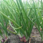 Panduan Teknis Budidaya Menanam BAWANG MERAH dari Umbi Dimusim Hujan
