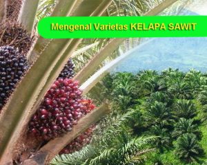 Mengenal 8 Jenis Varietas Unggul Kelapa Sawit