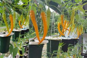 A simple way to grow chilli vertikultur in used bottles
