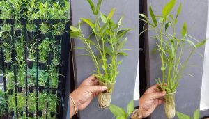 Cara Menanam Kangkung Hidroponik Vertikultur di Botol Plastik