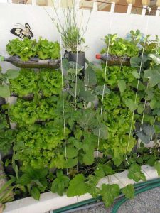 Berkebun Sayuran Vertikultur Botol Bekas di Tembok Rumah