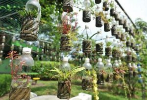 Berkebun Vertikultur Sederhana di Botol Bekas