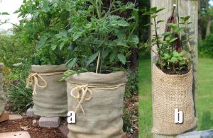 Berkebun Vertikal dengan Karung Goni Bekas