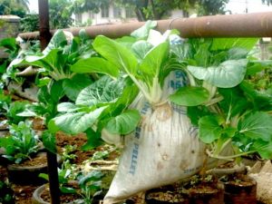 Menanam Sayur Sawi Vertikultur di Karung Goni Bekas