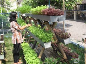 Cara Sederhana Membuat Kebun Sayur Vertikultur di Halaman Rumah