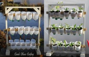 Berkebun Secara Vertikultur di Botol Bekas