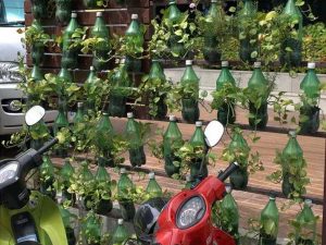 Berkebun Vertikal Sederhana Menggunakan Botol Bekas