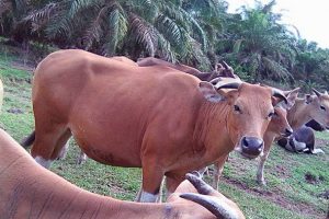 6 Cara Ampuh Mengatasi Penyakit Sapi