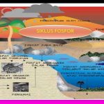 Pengertian SIKLUS FOSFOR (Daur Fosfor Sederhana), Proses dan Skema Daur Fosfor