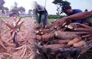 Cara Pemupukan SINGKONG dan Jenis Pupuk Untuk Tanaman Singkong