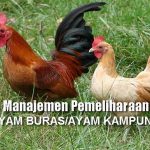 Manajemen Pemeliharaan AYAM BURAS (Ayam Kampung) Petelur dan Pedaging untuk Hasil Maksimal