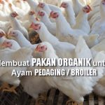 Cara Membuat PAKAN ORGANIK Unggas untuk AYAM PEDAGING (Broiler)