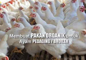 Cara Mudah Membuat Pakan Organik untuk Ayam Broiler