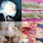 32 PENYAKIT pada AYAM (Unggas), Gejala Klinis dan Cara Pengendaliannya (Page 2)