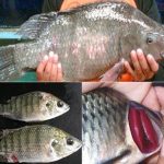 10 Tips Cara Pengendalian HAMA & PENYAKIT pada IKAN NILA