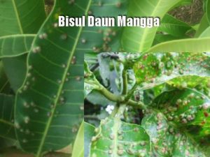 Cara Pengendalian Bisul Daun Mangga