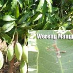 Cara Pengendalian HAMA TANAMAN MANGGA Secara Mekanis, Hayati dan Penggunaan Pestisida Kimia