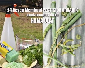 24 Cara Membuat Bio Pestisida Alami Untuk Hama Ulat