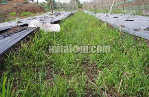 Tips Pengendalian Rumput Belulang/Lulangan