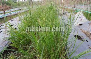 14 Jenis Herbisida yang Ampuh Membasmi Rumput Lulangan