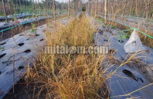 Cara Ampuh Membasmi Rumput Belulang Lulangan