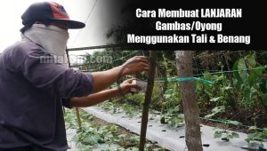 Video Cara Membuat LANJARAN TALI dan BENANG Untuk Tanaman GAMBAS (Oyong)