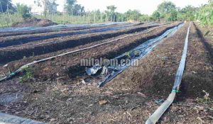Tahapan Cara Pasang Instalasi Selang Drip Irigasi