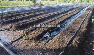 Cara Mudah Memasang Selang Drip Irigasi Tetes