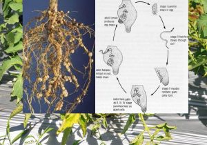 12 Gejala dan 8 Cara Pengendalian Nematoda