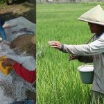 15 Macam PUPUK KIMIA Terpopuler Yang Sering Digunakan Oleh Petani (Lengkap Dengan Fungsinya)